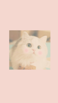 小粉猫