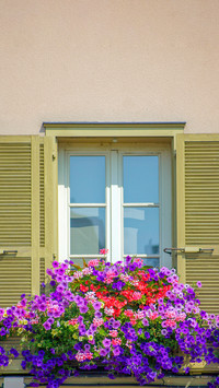 The flowers on the windowsill