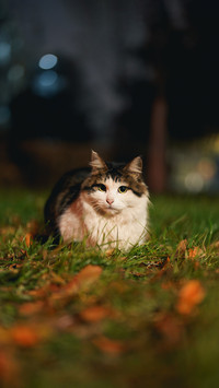 Wood leaf and cat