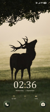 Misty Stag