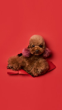 Teddy dog 3