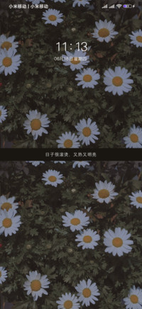 夏日雏菊