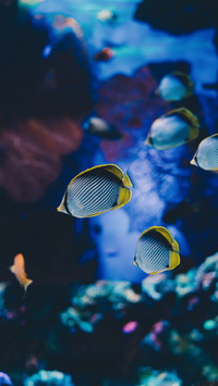 The Beauty of Tropical Fish