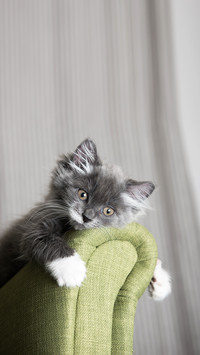 A white Kitten Sitting on Green Chair