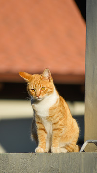 Cute Kitty with an intense stare