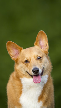 History of the queen of England raising dogs 25
