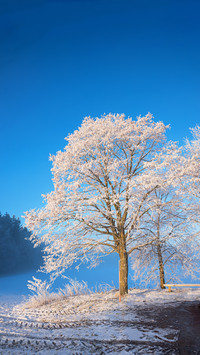 Winter snow