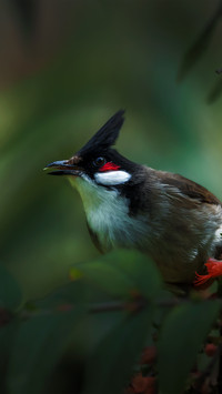 A bird with a blush on its cheek