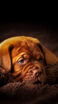 Puppy Love (1)