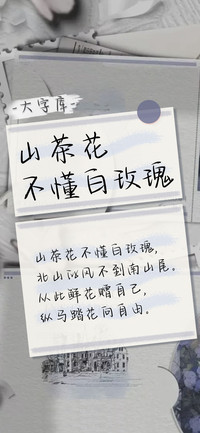 山茶花不懂白玫瑰