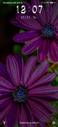 African Daisy_3MDS