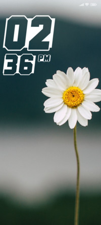 Daisy