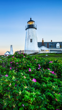 Pemaquid lighthouse with pink roses