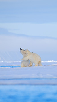 Polar Bear