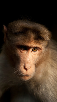 India-Monkey