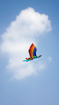 India-Kite