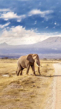 What kind of experience is Africa 68