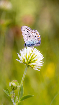 Spring flowers and butterflies