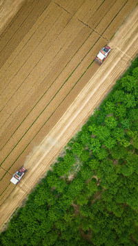 The wheat harvest season is here