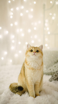 British Cat Chinchilla Golden Color with Colorful Decoration