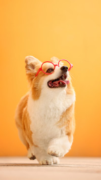 A corgi wearing glasses