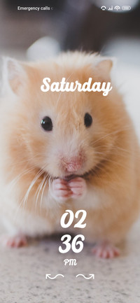 hamster