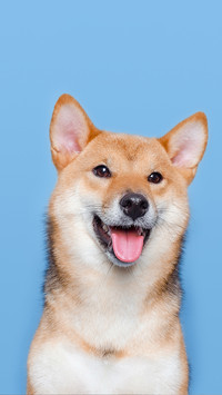 柴犬和秋田犬怎么辨别