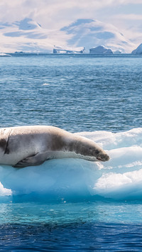 Seals resting in the bay