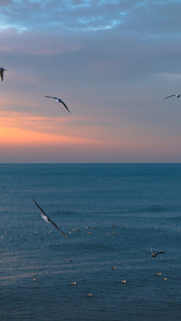 Birds in the Kaliningrad Oblast of Russia
