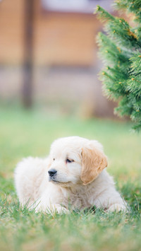 Happy golden retriever puppy sitting on the lawn in spring