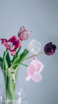 Delicate spring tulips in a vase in the sunlight