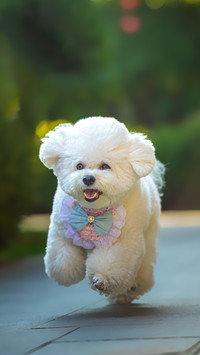 How many times a day should a dog be taken for a walk