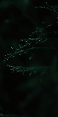 Сoniferous Branch