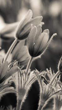 Black and White Photography Art