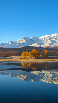 Landscape vegetation