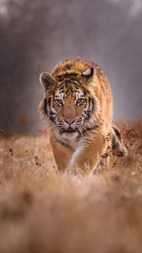 wild animal-02