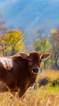 A cow bathed in the autumn sun