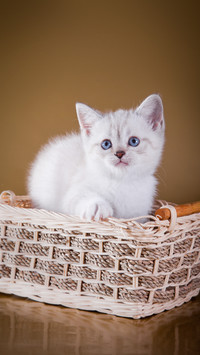 小猫天生会用猫砂吗