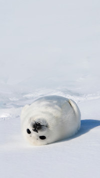 Baby Harp Seal Magdalen Islands