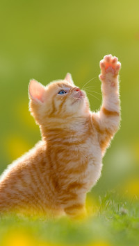 What kinds of cats are native to China 6