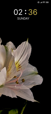 Petal Ray