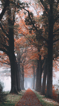 HD Wallpapers (18)