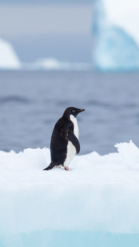 Adelie penguins standing on a floating iceberg in blue sea