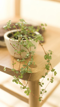 居家绿植的美