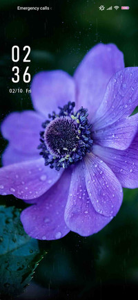Vinca blue