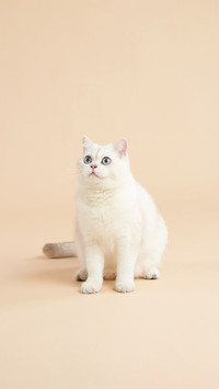 Do cats like being patted on their heads