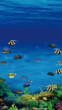 水族馆 动态鱼