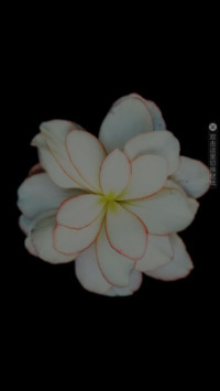 静物花开
