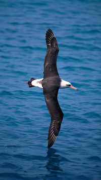 Laysan albatross diomedea  immutablis