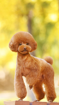 Punishment in the Eyes of Dogs Toy Dogs 8